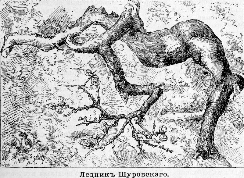 289 Ледник Щуровского